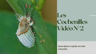 Les Cochenilles [upl. by Htenaj]