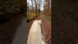 Liebs😍😍 pferd pony islandpferd isländer herbst autumn ausreiten ausritt liebenwir [upl. by Trainer]