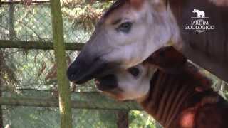 Jardim Zoológico  Reprodução de Okapis Okapia johnstoni no Jardim Zoológico 2013 [upl. by Aizti]