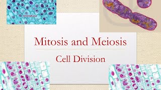 Differences between Mitosis and Meiosis GCSE Stages of Mitosis Cells Biologychromosomes [upl. by Otnas]