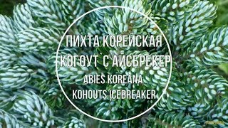 Пихта корейская Когоутс Айсбрекер Abies koreana Kohouts Icebreaker Краткое описание сорта [upl. by Akkina]