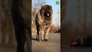 Caucasian Shepherd  The Wolf Killer Dog Breed 31100 Pawsomedogs [upl. by Arima]