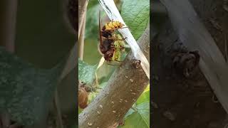 The Giant Hornet cut the Mantis in half and eats it [upl. by Garrick629]