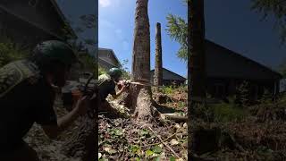 🌳🪓Tree down in 30 Secs 🌟shorts adventure safety tiktok fypシ゚viral fyp trending chainsaw [upl. by Warren]