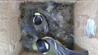 Legefaules Weibchen wird gefüttert amp Besuch vom Trauerschnäpper  14052024 [upl. by Ban]