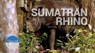 The Sumatran Rhino  Wild Animals  Planet Doc Full Documentaries [upl. by Astor]