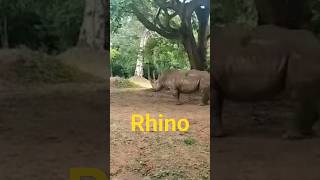 rhino rhinoceros animallover animal nationalpark park [upl. by Sidwohl]