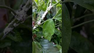 get rid of mealy bugs shorts mealybugs  mealy bug se chutkara [upl. by Adnarym]