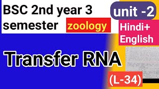 Bsc 2nd year 3semster zoology topic transfer rna [upl. by Hnahk]