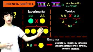 Introducción a la herencia genética fácil [upl. by Knick]