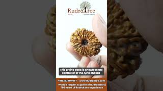 Benefits of 14 mukhi rudraksha  RudraTree Rudraksha and Gemstones [upl. by Halullat]