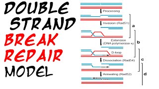 Double strand break repair model [upl. by Silsby47]