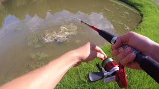 Catching a BIG grass carp in small community pond [upl. by Oelgnaed]