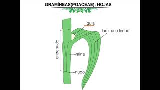 Morfología de gramineas Poaceae [upl. by Sebbie]