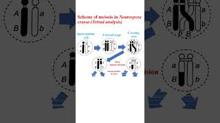 Scheme of meiosis in Neurospora crassa education microbiology cellanalysis genetics [upl. by Werbel918]