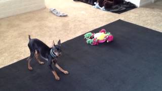 Minpin Barking [upl. by Marve]