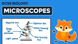 Microscopes  GCSE Biology [upl. by Ail]