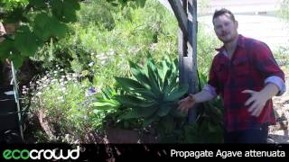 How to Propagate Agave attenuata [upl. by Deck]