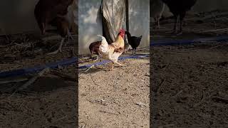 Murga sound ਮੁਰਗੇ ਦੀ ਅਵਾਜ਼। ਮੁਰਗੇ ਦੀ ਵਾਂਗ chicken poultryfram chickenfarmegg desichickenfarming [upl. by Shamma149]