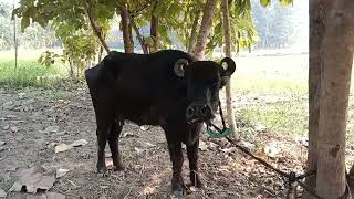 treatment of theileriosis in cow and buffalo symptoms of theileriosis Dr DK ray [upl. by Rraval916]