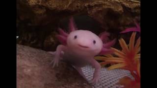 Cute Axolotl yawning [upl. by Tori592]