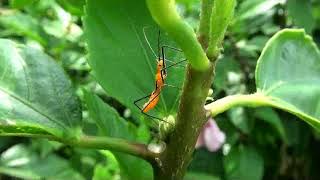 Milkweed assassin bug nymph [upl. by Eniamart]