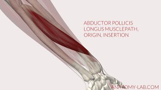 Abductor Pollicis Longus Musclepath Origin Insertion 3D Anatomy [upl. by Adnahsal203]