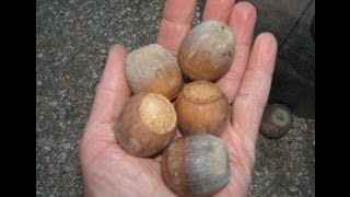 Planting burr oak acorns Huge Texas acorn seeds [upl. by Ahseim]