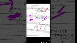 class12biology reproductioninorganism parthenogenesis neet biology boardexam neet shorts [upl. by Deacon234]