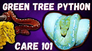 Green Tree Python Care Guide 2022 [upl. by Shannen]