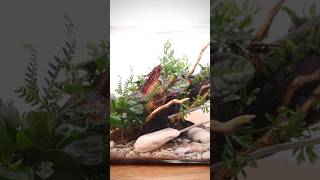 Making a planted driftwood terrarium with epiphytes [upl. by Det]