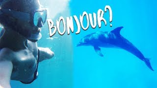 JAPPRENDS à NAGER avec les Dauphins 🐬 [upl. by Norat]