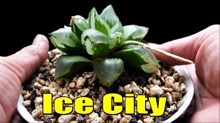 Aeonium Black Death Aloe Vera amp Haworthia  VLOG 108 Succulents amp Coffee with Liz [upl. by Alcina]