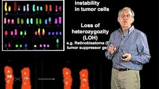 Chromosomal alterations in cancer cells  Jim Haber Brandeis [upl. by Ttennej]