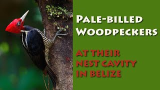 Palebilled Woodpeckers in Belize [upl. by Jahdiel]