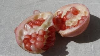 Dwarf Pomegranate Fruit  Taste Test  punica granatum nana [upl. by Renckens]