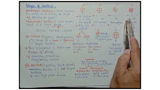 Shape Of Bacteria  Cooci And Bacilli And Spiral  Class 11 Biology [upl. by Natsirk151]