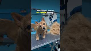 Grooming Cheers  гуманный груминг в Москве Запись по ссылке в пофиле [upl. by Cut]