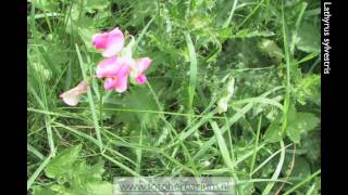 Lathyrus sylvestris Boslathyrus [upl. by Eisele]