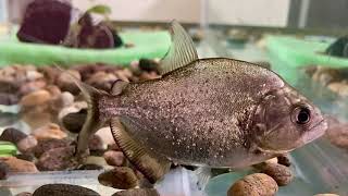 A Serrasalmus maculatus piranha named “Budhha” [upl. by Libb]