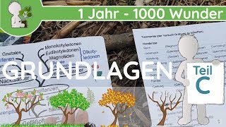 📚 1 Jahr  1000 Wunder  Grundlagen Teil C SystematikTaxonomie  BotanikGrundlagenWissen [upl. by Annoyt777]