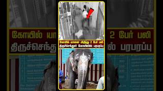 Tiruchendur Elephant  Tiruchendur Temple Elephant Attack  Tiruchendur Elephant Issue  shorts [upl. by Nelg]