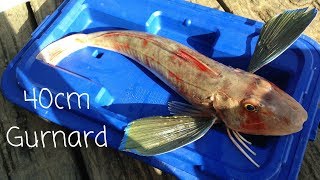 NZ Wharf Fishing In Winter  Catching Gurnard and Kahawai [upl. by Eesyak]