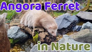 Watch this Adorable ANGORA Ferret Happily Exploring Nature [upl. by Nolos919]