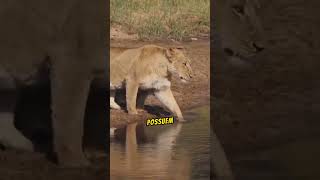 A Verdadeira Vida dos Leões leao africa safari animais animaisselvagens curiosidades shorts [upl. by Mundford665]