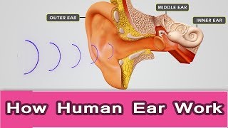 How human ear worksEar structure and functionear anatomy [upl. by Nhar]