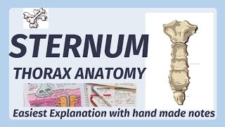 Sternum Anatomy  Bone  Manubrium Sternal Angle Xiphoid process  joints of sternum [upl. by Ayikal]