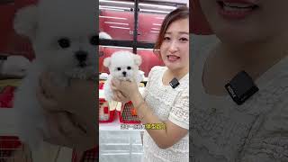 The little Bichon Frise who is going to Wuhan Hubei is so happy This mother is really loving [upl. by Lyontine]