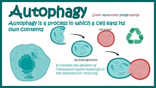 Autophagy  Introduction to Macroautophagy  Mechanism of Autophagy  fasting induce Autophagy [upl. by Everard]