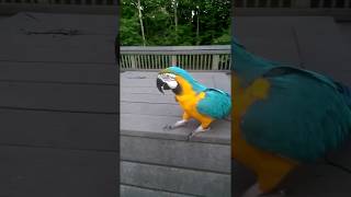 Tiki the Macaw Crying [upl. by Goldie]